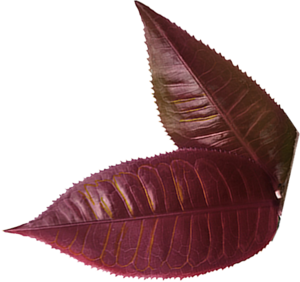 UNSWEETENED PURPLE TEA